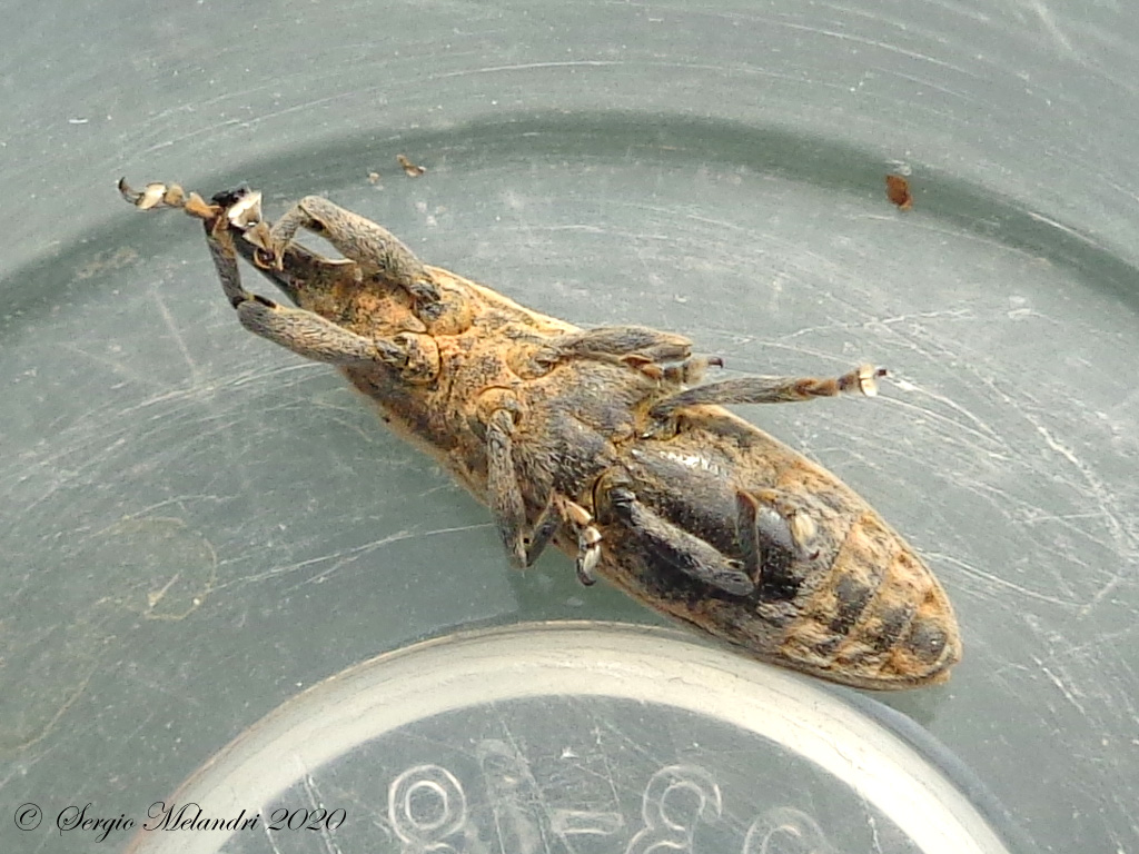 Curculionidae: Lixus (Compsolixus) juncii